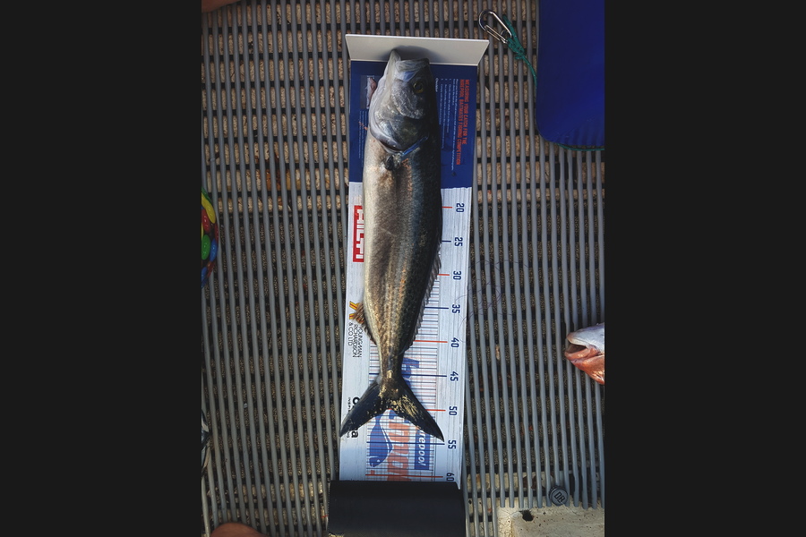 Gary Williamson caught this 50.0cm Kahawai at Coromandel during The Hirepool Baitmates Fishing Comp