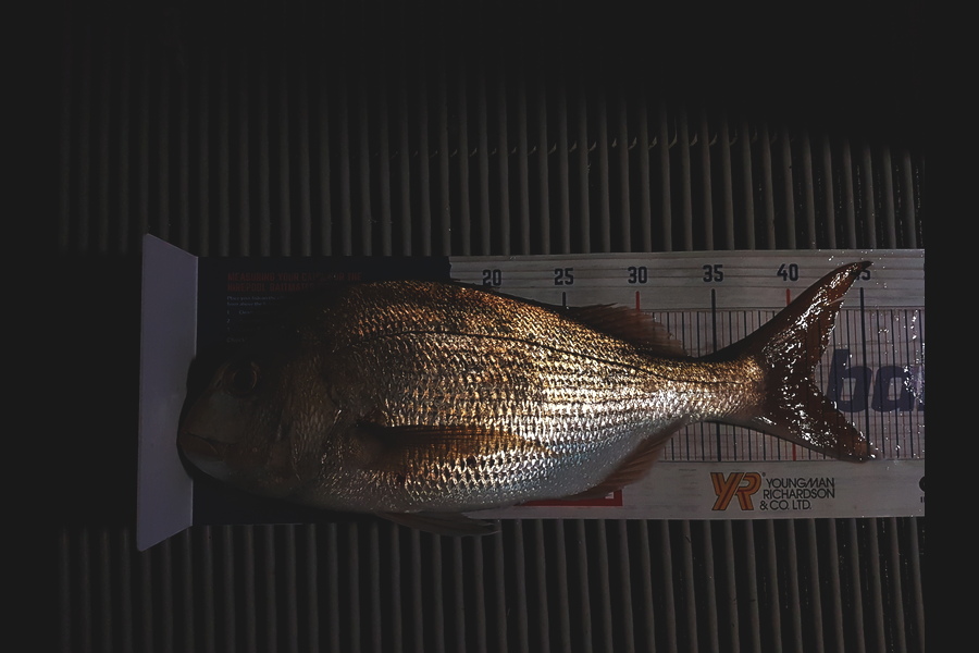 Gary Williamson caught this 41.5cm Snapper at Coromandel during The Hirepool Baitmates Fishing Comp