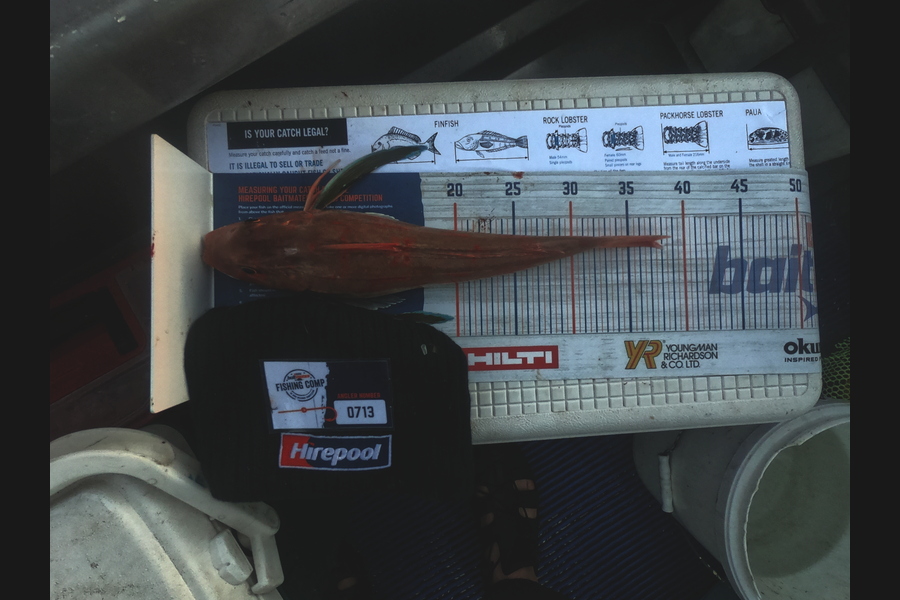 George Dobson caught this 37.0cm Gurnard at Golden bay during The Hirepool Baitmates Fishing Comp