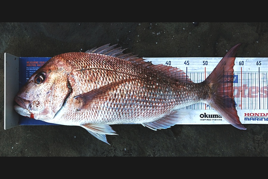 Troy Rae-Royle caught this 57.5cm Snapper at Whangaparaoa  during The Hirepool Baitmates Fishing Comp
