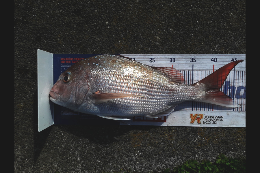 Clayton Hancock caught this 41.5cm Snapper at manawatu coast during The Hirepool Baitmates Fishing Comp