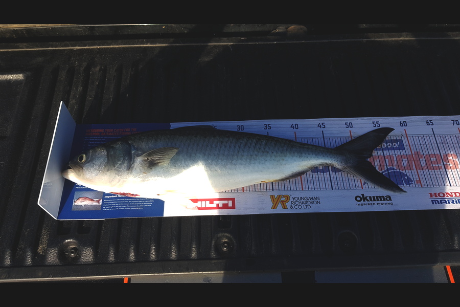 Gabriele Meoni caught this 51.5cm Kahawai at Whangaparaoa during The Hirepool Baitmates Fishing Comp