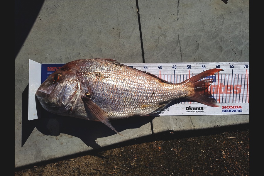 Mark Ray caught this 55.5cm Snapper at BOP during The Hirepool Baitmates Fishing Comp
