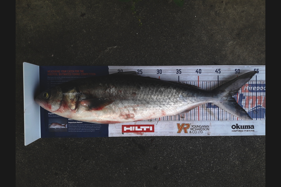 Clayton Hancock caught this 48.5cm Kahawai at manawatu coast during The Hirepool Baitmates Fishing Comp