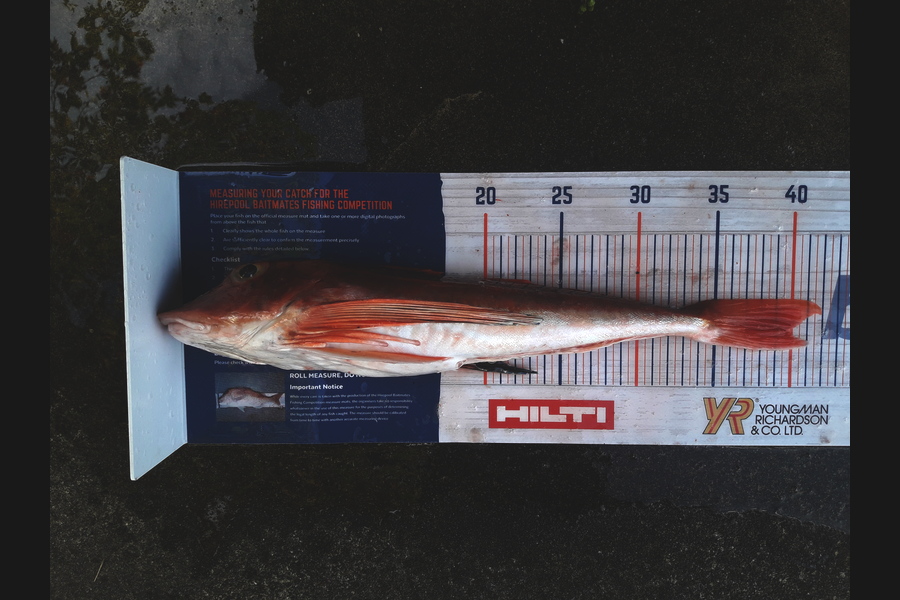 Clayton Hancock caught this 39.5cm Gurnard at manawatu coast during The Hirepool Baitmates Fishing Comp