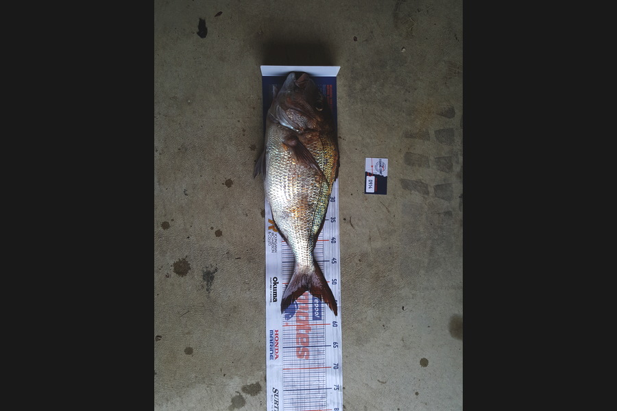 James Campbell caught this 51.5cm Snapper at Hen and chicken island during The Hirepool Baitmates Fishing Comp