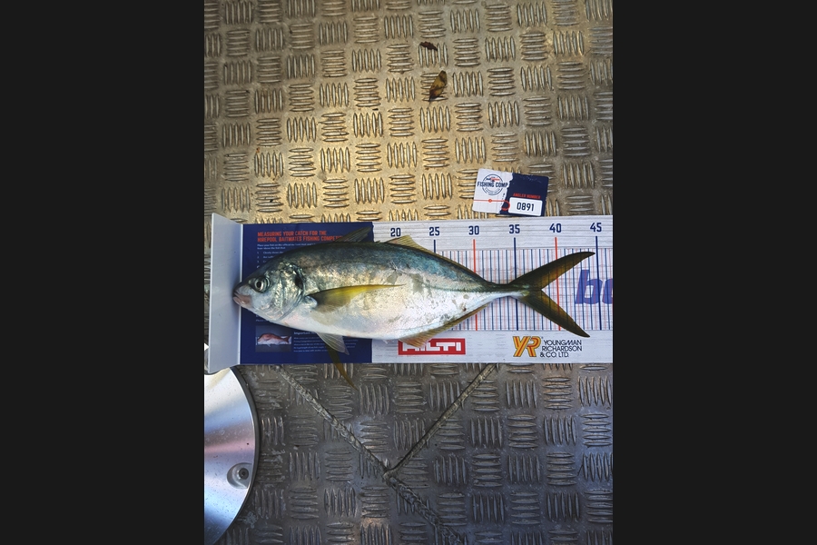 Peter  Mcnabb  caught this 38.0cm Trevally at Hen and Chicks during The Hirepool Baitmates Fishing Comp