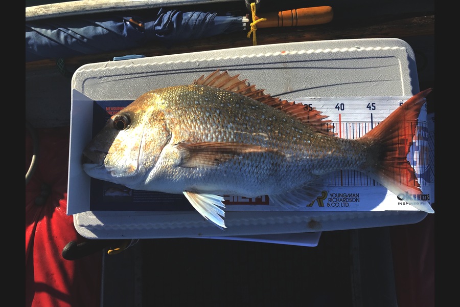 Dylan Leigh caught this 50.0cm Snapper at Kawau during The Hirepool Baitmates Fishing Comp