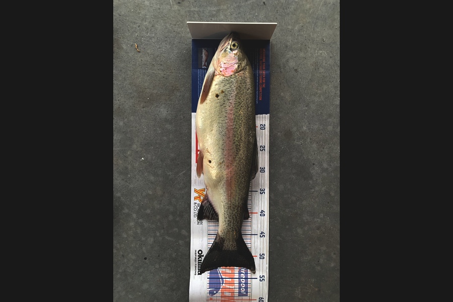 Nina Andrews caught this 52.5cm Trout at Lake Otamangakau  during The Hirepool Baitmates Fishing Comp