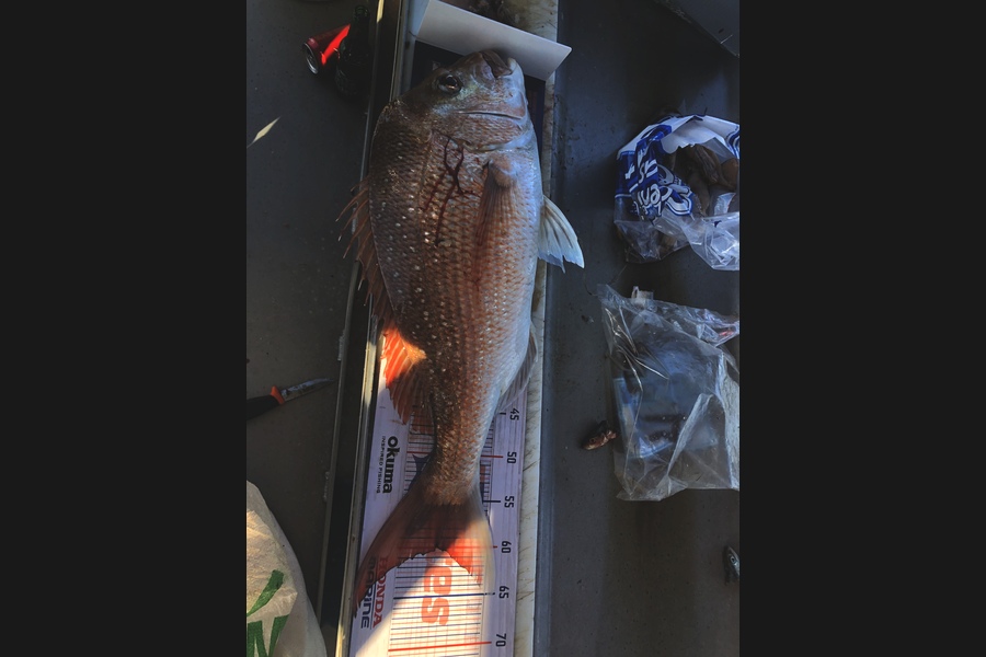 Tom Andrews caught this 60.0cm Snapper at Coromandel during The Hirepool Baitmates Fishing Comp