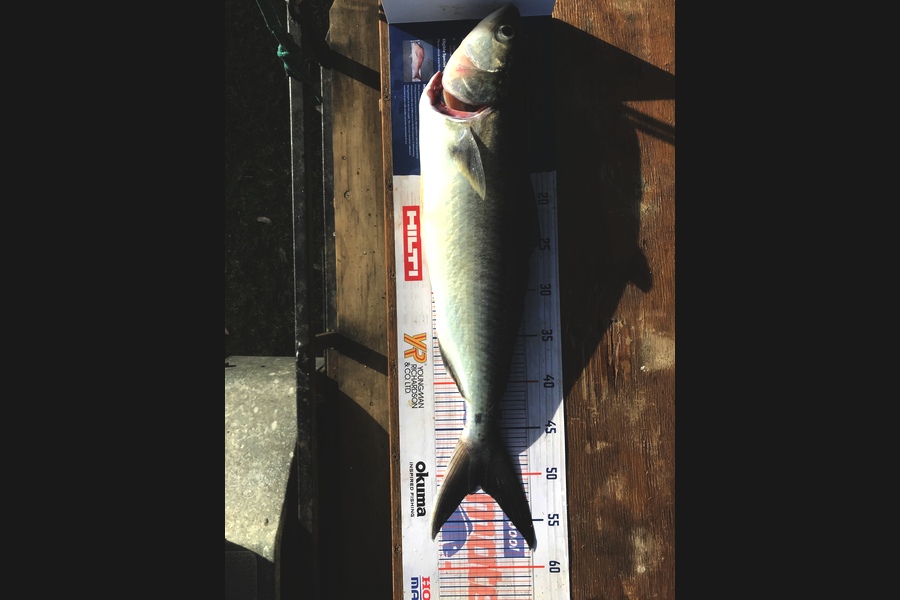   caught this 47.5cm Kahawai at Coromandel  during The Hirepool Baitmates Fishing Comp