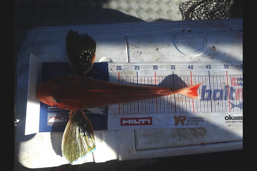 chris hope caught this 41.0cm Gurnard at Auckland west coast  during The Hirepool Baitmates Fishing Comp