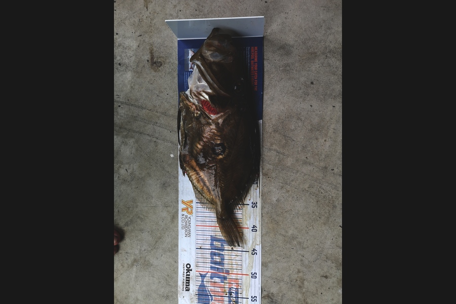 Liam Devlin caught this 39cm John Dory at Coromandel  during The Hirepool Baitmates Fishing Comp