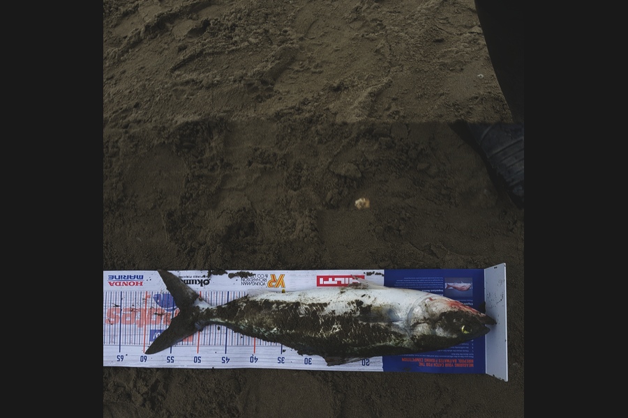 Stephen Hall caught this 53.5cm Kahawai at Waimakarari river mouth during The Hirepool Baitmates Fishing Comp