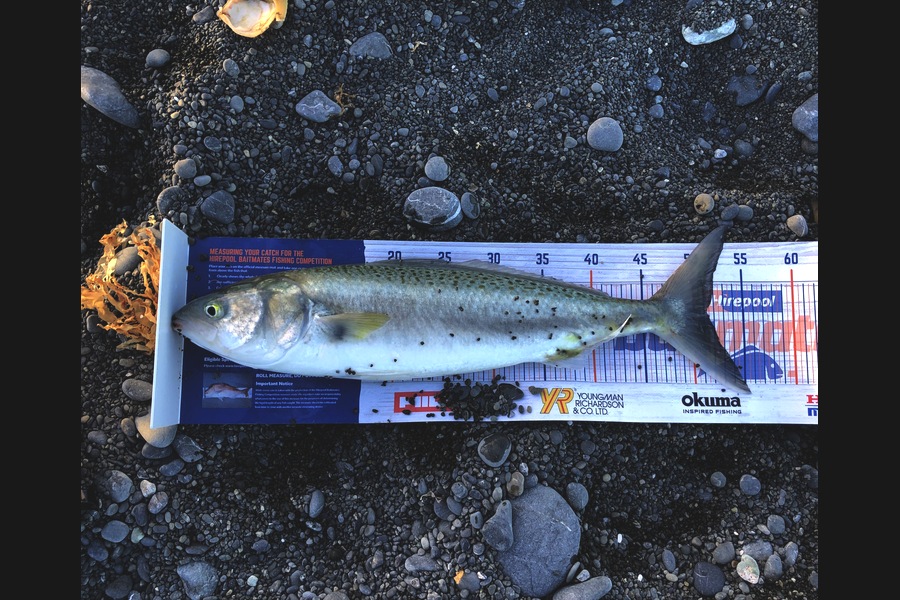 Bryce Helms caught this 51.0cm Kahawai at Kaikoura  during The Hirepool Baitmates Fishing Comp
