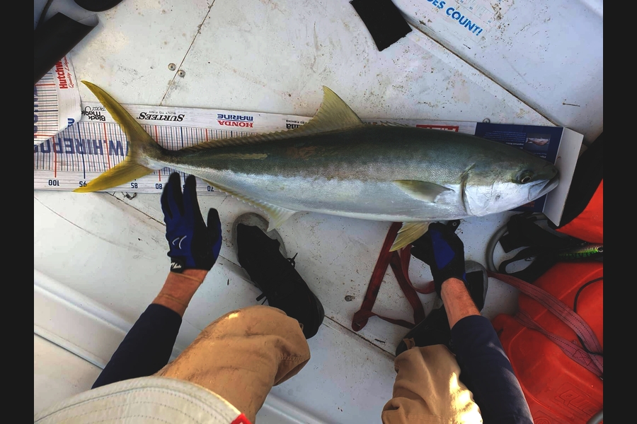 Robert Campbell caught this 85.5cm Kingfish at Auckland during The Hirepool Baitmates Fishing Comp