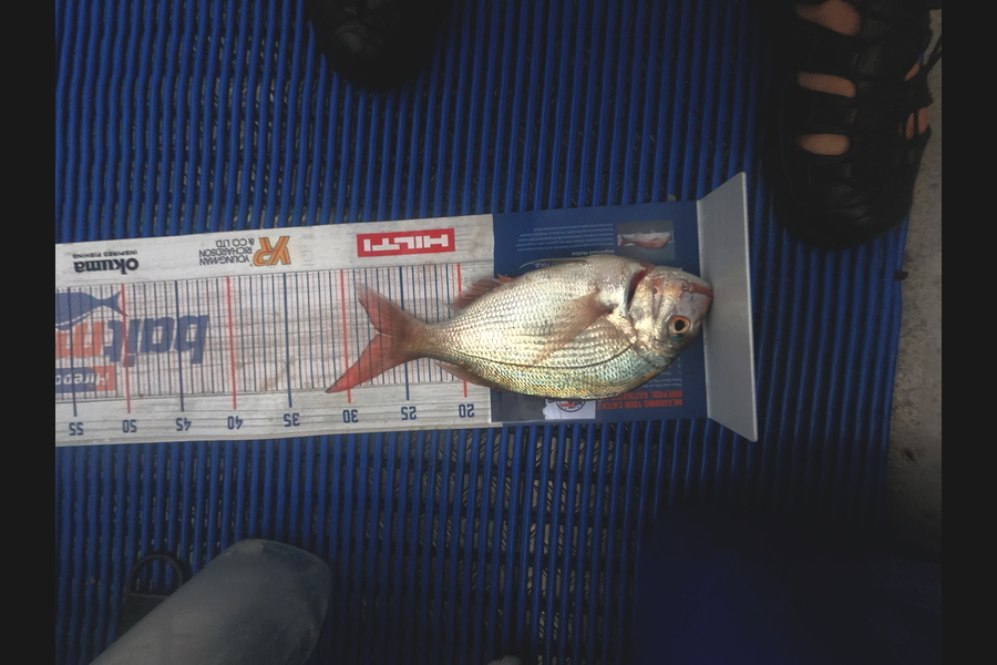 George Dobson caught this 27.0cm Snapper at Sounds during The Hirepool Baitmates Fishing Comp