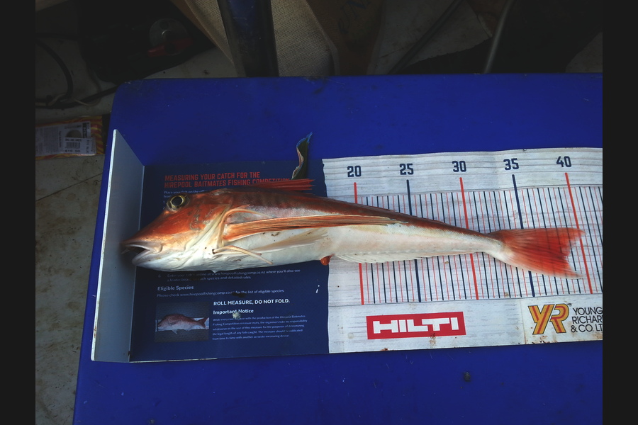 Dean McNamara caught this 38.0cm Gurnard at Tasman Bay during The Hirepool Baitmates Fishing Comp