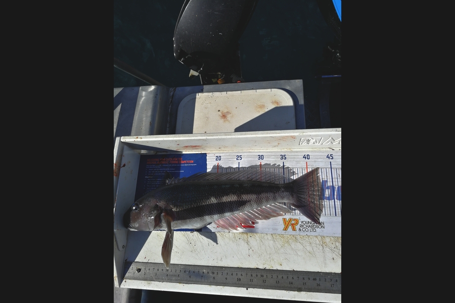 James McMullan caught this 43.0cm Blue Cod at Marlborough Sounds  during The Hirepool Baitmates Fishing Comp