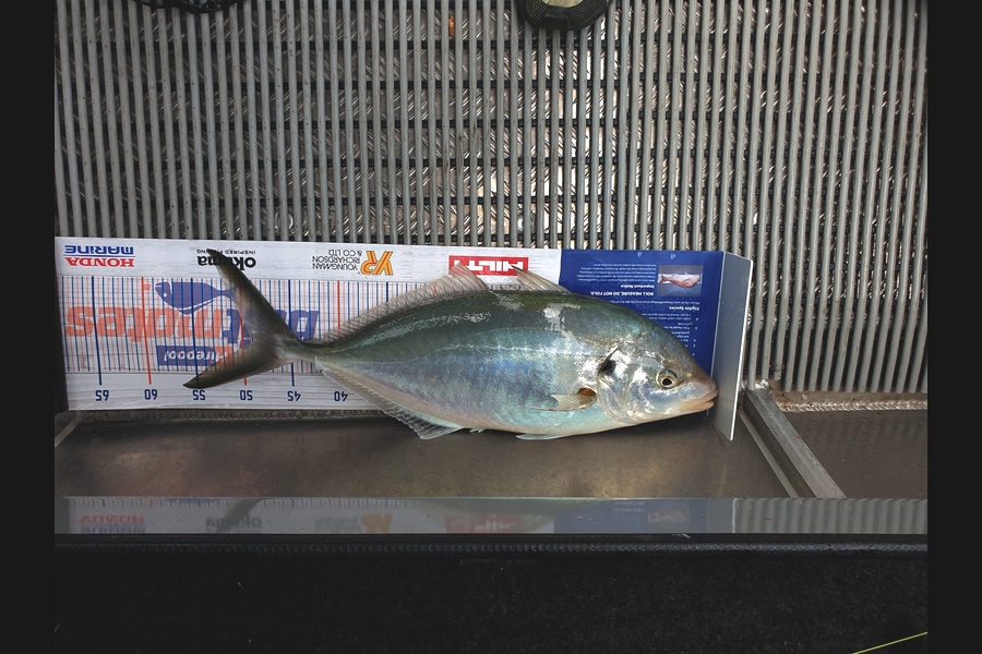 Richard Gardiner caught this 48.5cm Trevally at Coromandel during The Hirepool Baitmates Fishing Comp