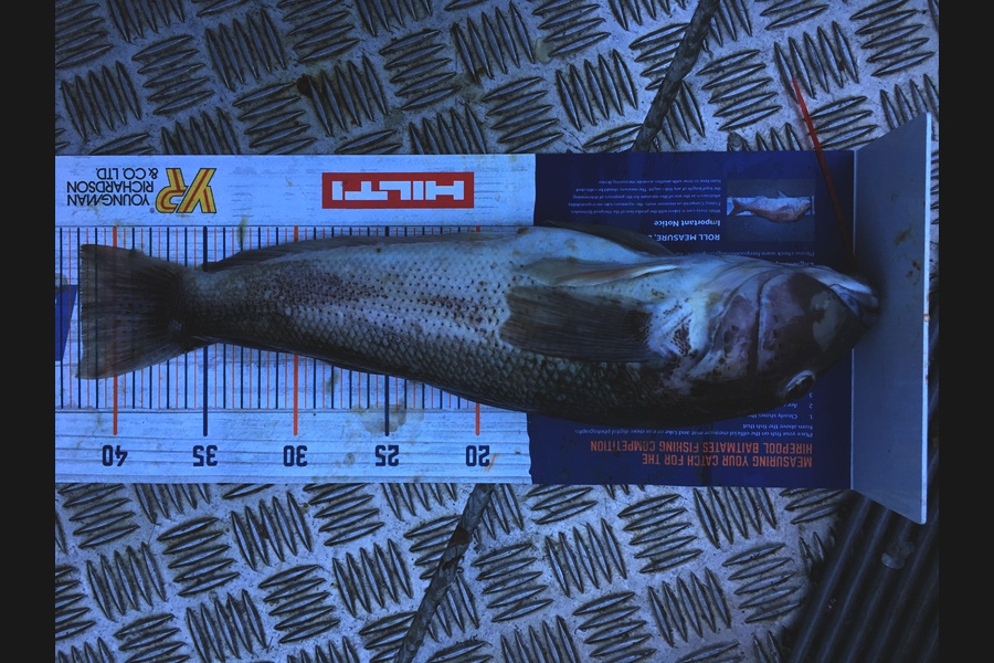 Murray Rigby caught this 41.5cm Blue Cod at Napier during The Hirepool Baitmates Fishing Comp