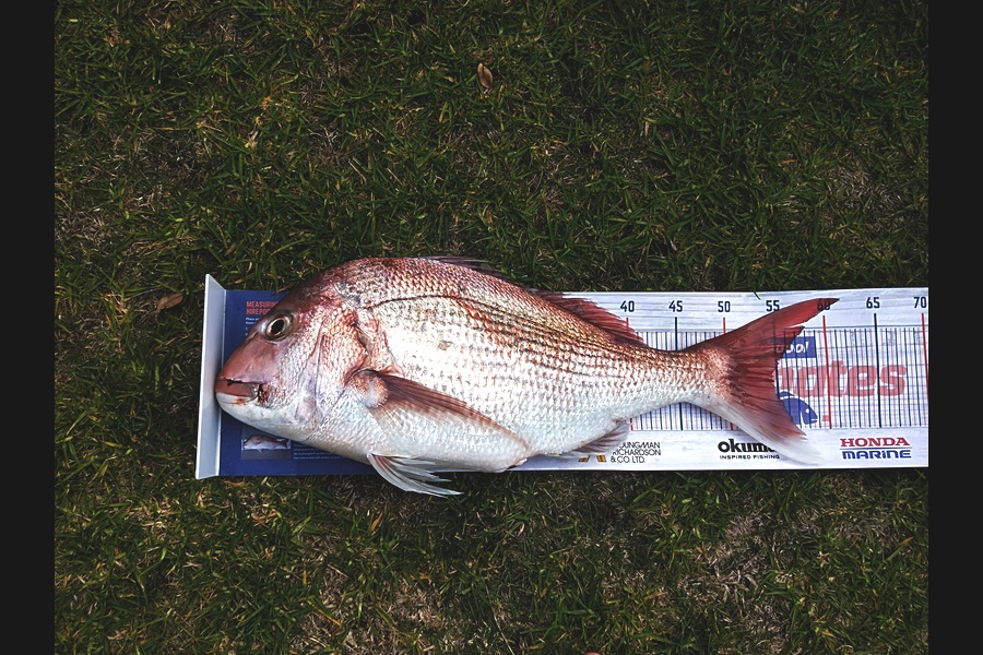 Anna Colgan Quinn  caught this 54.5cm Snapper at Tauranga  during The Hirepool Baitmates Fishing Comp