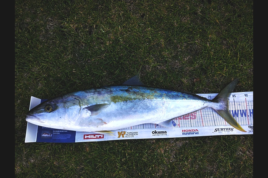 Anna Colgan Quinn  caught this 81.5cm Kingfish at Tauranga  during The Hirepool Baitmates Fishing Comp
