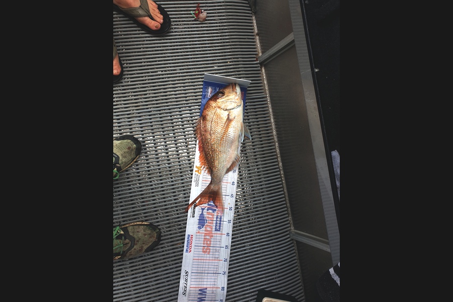 Richard Gardiner caught this 47.5cm Snapper at Coromandel during The Hirepool Baitmates Fishing Comp