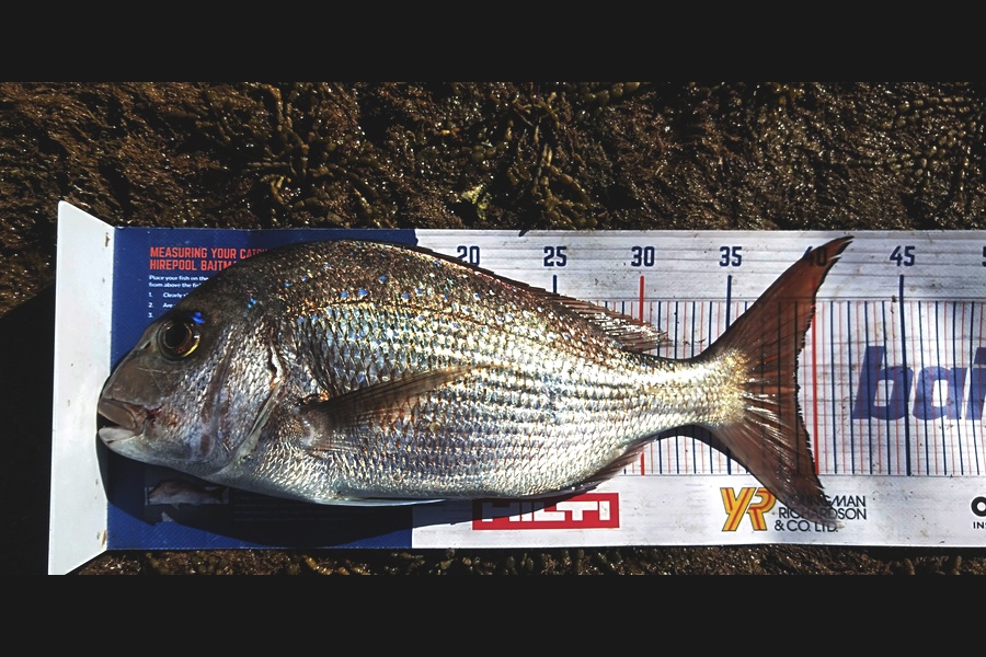 Troy Rae-Royle caught this 39.0cm Snapper at Whangaparaoa  during The Hirepool Baitmates Fishing Comp