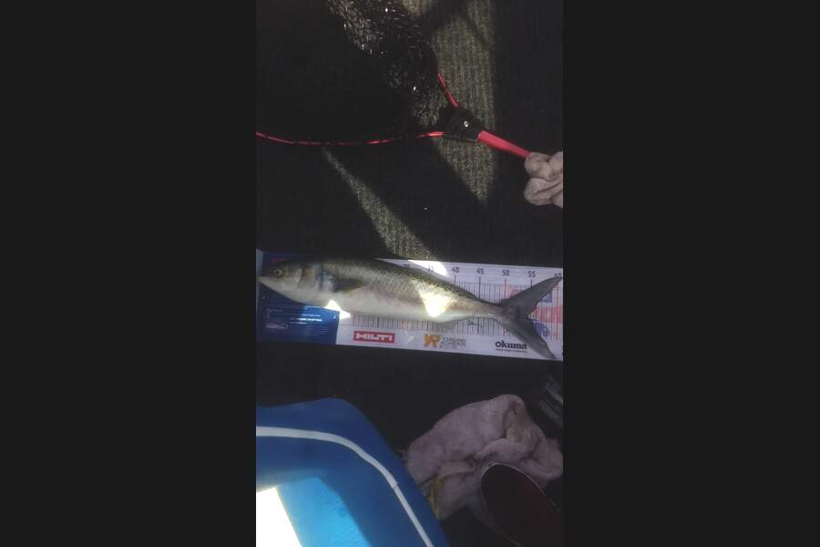 Sam Bray caught this 54.5cm Kahawai at Tiritirimatangi  during The Hirepool Baitmates Fishing Comp