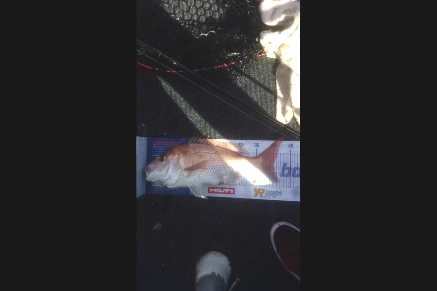Sam Bray caught this 40.0cm Snapper at Tiritirimatangi  during The Hirepool Baitmates Fishing Comp