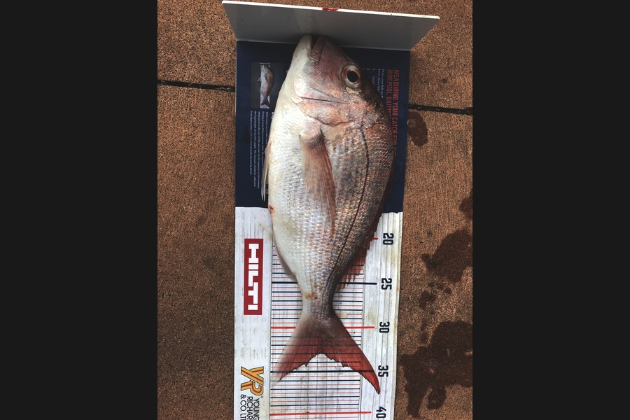 Jodie Cole caught this 33.0cm Snapper at Motiti during The Hirepool Baitmates Fishing Comp
