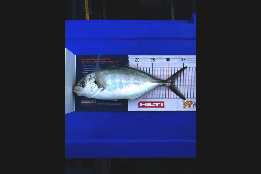Matthew Charles caught this 32.0cm Trevally at Hauraki  during The Hirepool Baitmates Fishing Comp