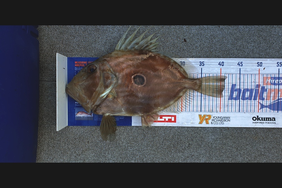 Brendan  Shaw caught this 41.0cm John Dory at Little Barrier  during The Hirepool Baitmates Fishing Comp