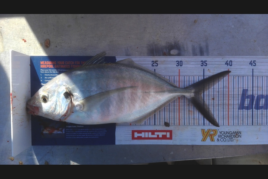 Mathew Goodall caught this 34.5cm Trevally at Firth of Thames during The Hirepool Baitmates Fishing Comp