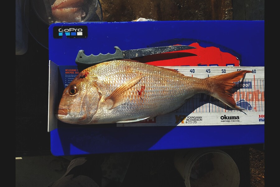 Mark Ray caught this 52.0cm Snapper at BOP during The Hirepool Baitmates Fishing Comp