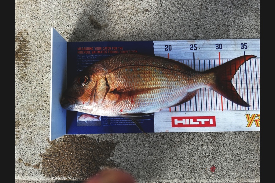 Raymond Edwards caught this 31.5cm Snapper at Whitianga during The Hirepool Baitmates Fishing Comp