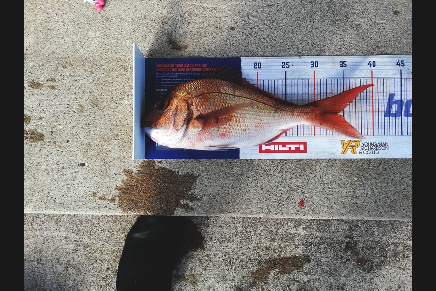 Raymond Edwards caught this 33.5cm Snapper at Whitianga during The Hirepool Baitmates Fishing Comp
