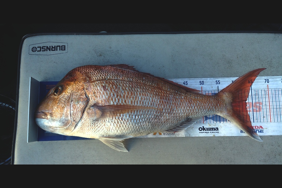 craig jones caught this 63.0cm Snapper at Firth thames during The Hirepool Baitmates Fishing Comp