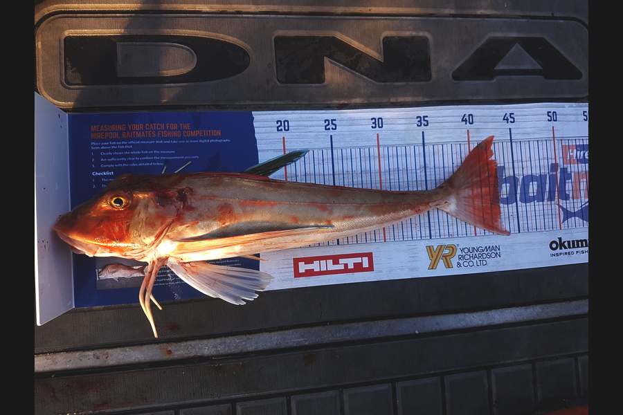 Ethan Peek caught this 43.0cm Gurnard at Marlborough sounds during The Hirepool Baitmates Fishing Comp