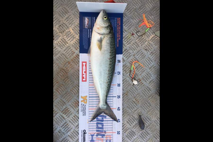 James Pike caught this 41.5cm Kahawai at Raglan harbour during The Hirepool Baitmates Fishing Comp