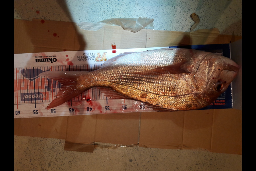 Ian Cooke caught this 47.0cm Snapper at rangitoto channel during The Hirepool Baitmates Fishing Comp