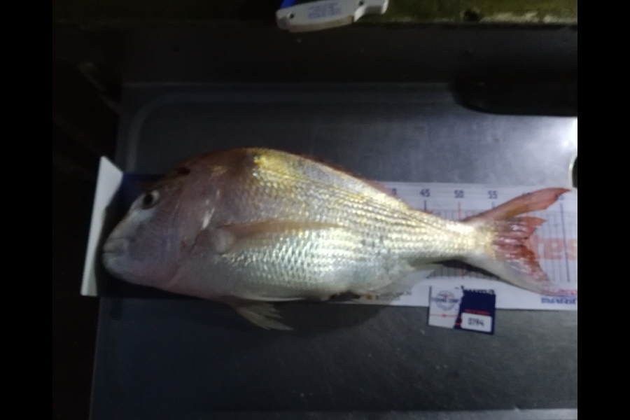 Mark Devantier  caught this 58cm Snapper at Coromandel during The Hirepool Baitmates Fishing Comp