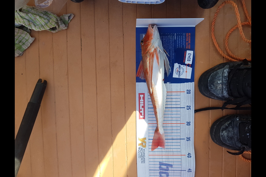 Justin Purcell caught this 37.0cm Gurnard at Wellington harbour during The Hirepool Baitmates Fishing Comp