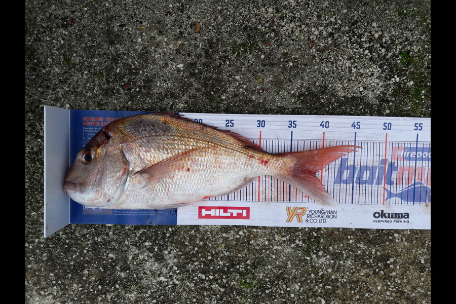 Ian Cooke caught this 39.0cm Snapper at meola reef during The Hirepool Baitmates Fishing Comp