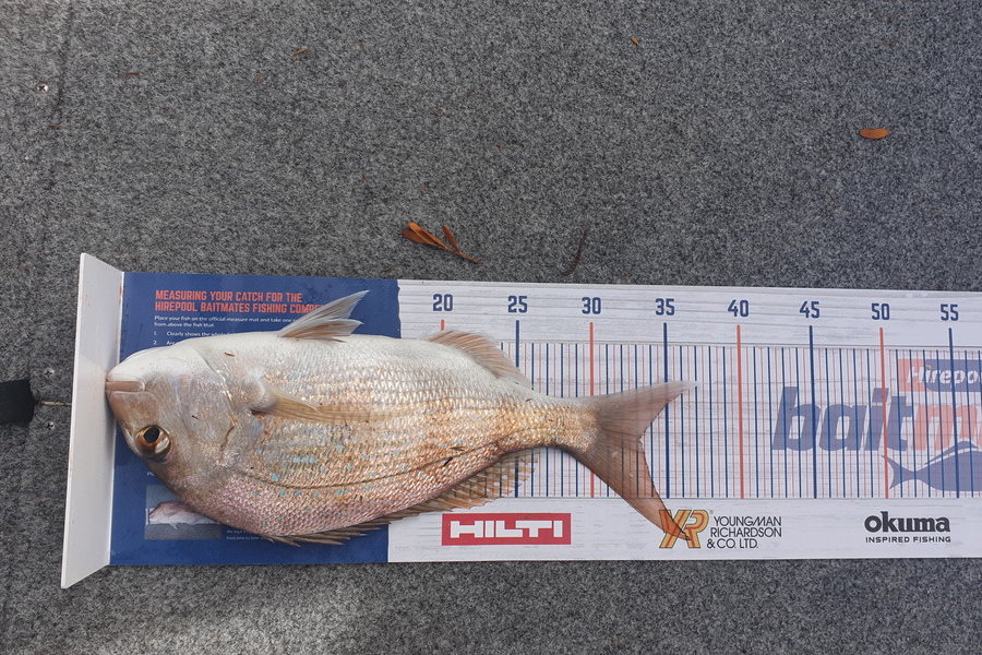Riaan Hunt caught this 33.0cm Snapper at gulf harbour  during The Hirepool Baitmates Fishing Comp