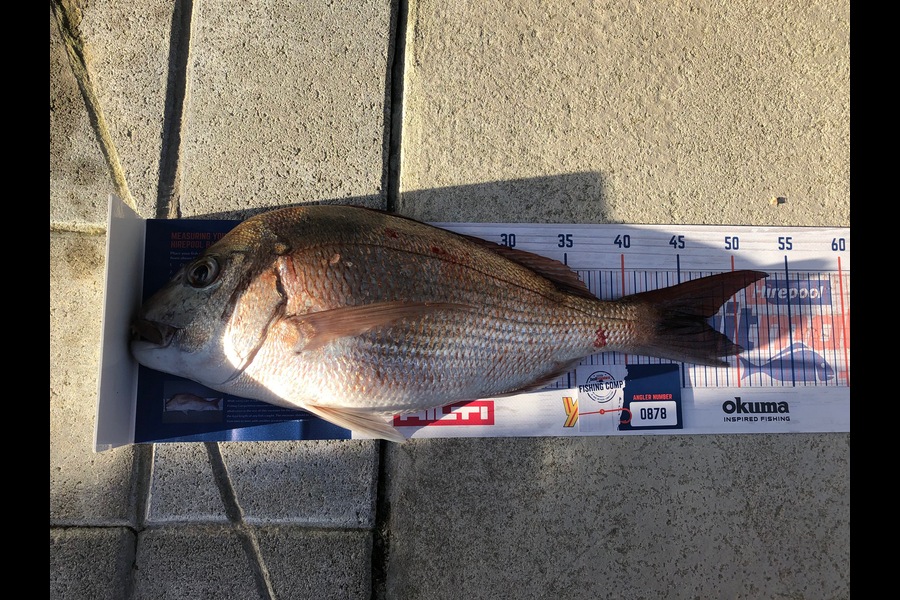 Dave Cunningham caught this 47cm Snapper at Hen & Chicks during The Hirepool Baitmates Fishing Comp