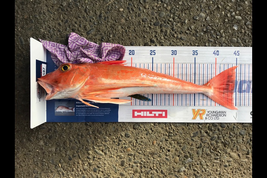Hayden Markham caught this 44.5cm Gurnard at Bell Block, New Plymouth during The Hirepool Baitmates Fishing Comp