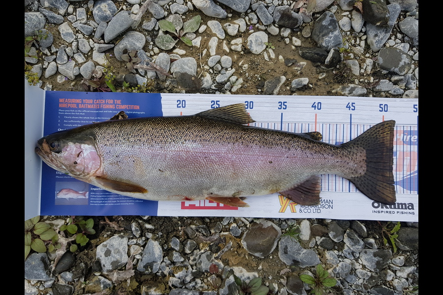 Brett Rigby caught this 51.5cm Trout at Tutaekuri River during The Hirepool Baitmates Fishing Comp