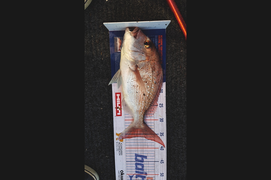 Sam Bray caught this 36.0cm Snapper at Tiritirimatangi  during The Hirepool Baitmates Fishing Comp